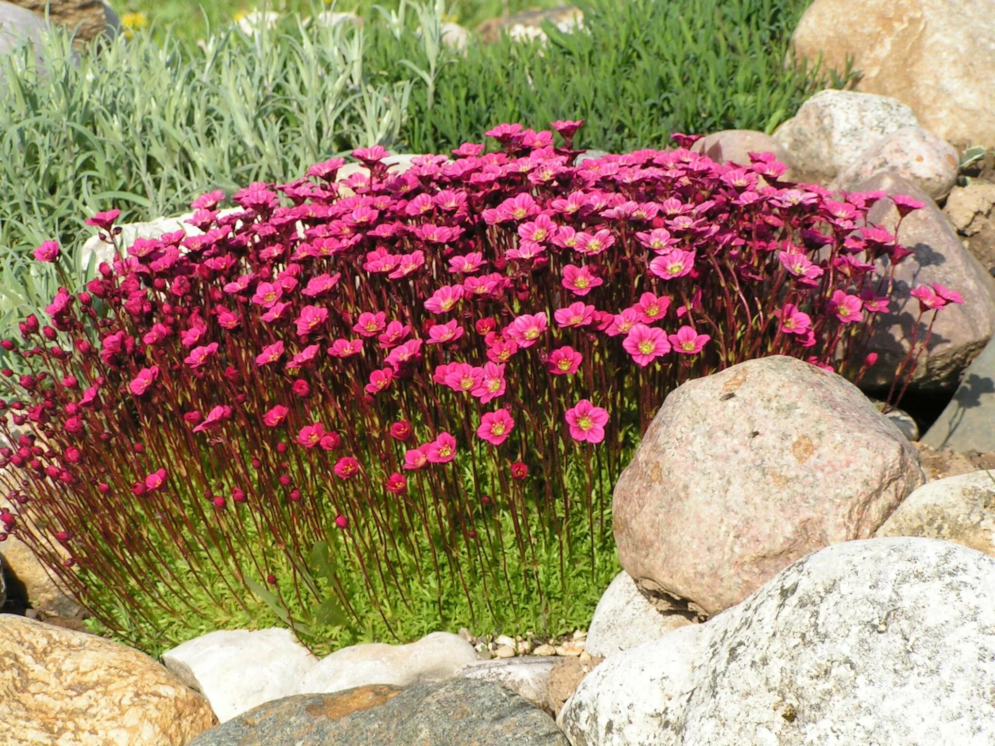 Камнеломка Арендса красная. Камнеломка Арендса variegata. Камнеломка и гвоздика. Камнеломка Арендса Вариегата