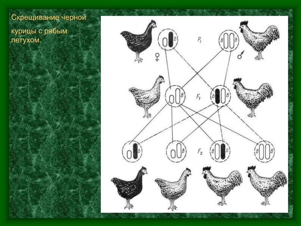 При скрещивание курицы с листовидным. Скрещивание птиц. Генетика пола у куриц. Схема скрещивания куриных кроссов. Скрещивание курицы и петуха.