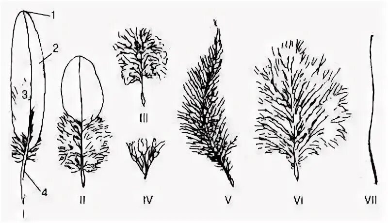 Пуховое перо птицы. Зарисовать пуховое перо. Пуховые перья птиц строение. Рассмотрите пуховое перо. Сравнение контурного и пухового пера размеры