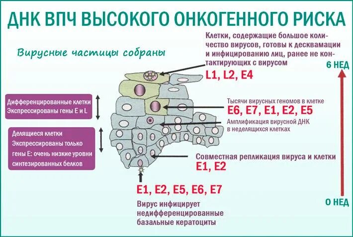 Днк впч высокого риска 31. Вирус папилломы человека высокого онкогенного риска. впч канцерогенного риска. папилломавирус онкогенные типы. впч высокого онкогенного типа.