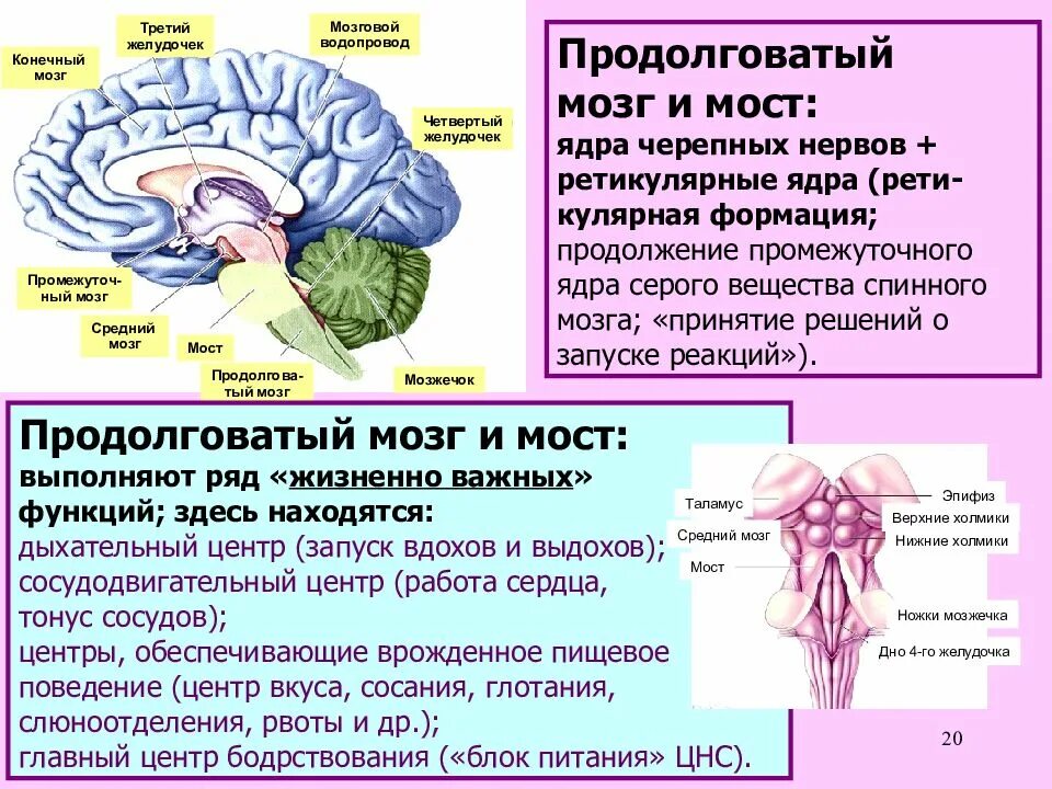 Продолговатый мозг строение отдела. Дно 4 желудочка продолговатого мозга. Конечный мозг промежуточный мозг средний мозг. Продолговатый мозг состав ядра центры функции. Третий желудочек промежуточного мозга.