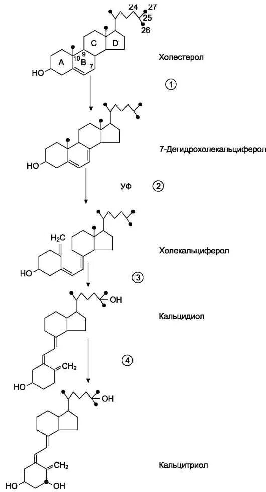 Витамин д2 и д3. Схема синтеза кальцитриола из витамина д3. Схема синтеза гормона кальцитриола. Образование кальцитриола из витамина д3. Биосинтеза кальцитриола из витамина д3.
