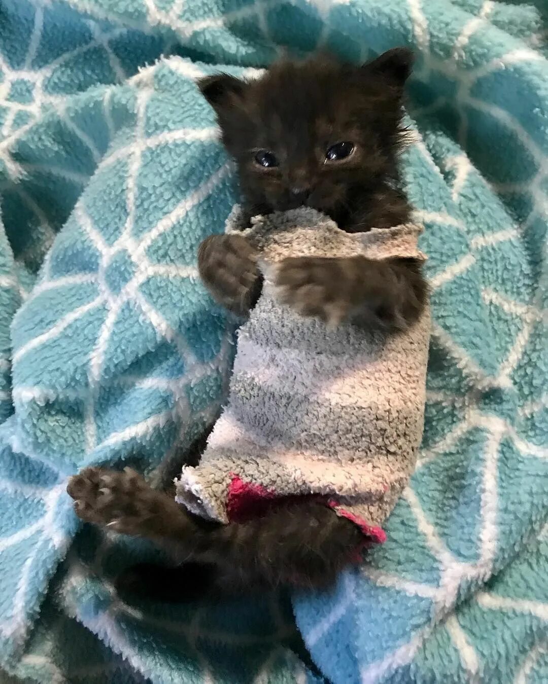 Милые котята с одеждой. Котята в одежде. котята в носочках. одежда для маленьких котят. котенок в носке.