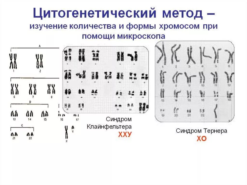 Кариотип человека определяют