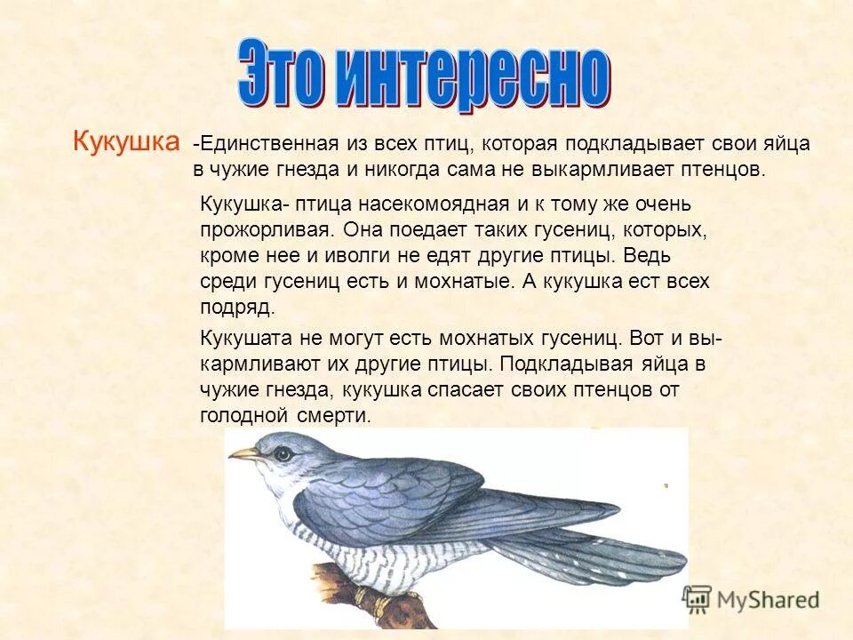 Кукушка читать краткое содержание. Сведения о ж зни кукушки. кукушка описание для детей. сведения ожызникукушки. рассказать про кукушку.