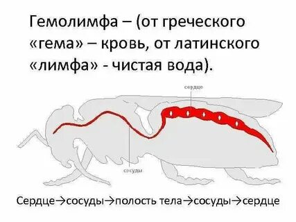 Вопросы по теме транспорт веществ у животных