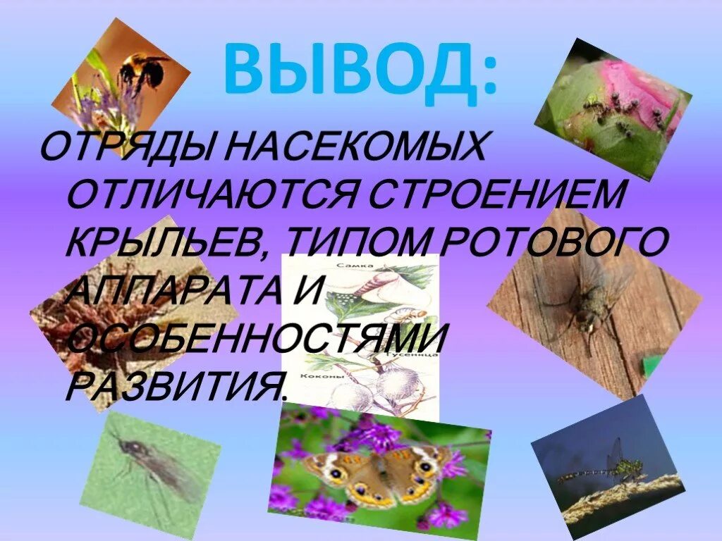 Вывод о насекомых. Отряды насекомых вывод. Многообразие насекомых. Многообразие насекомых в природе.