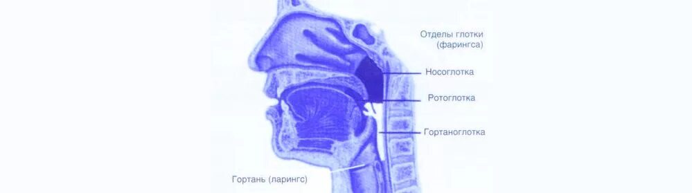 Кость в горле ненужная невеста читать. Аденоиды носоглотки кт. Рентгенологическое исследование гортани. Ощущение инородного тела в глотке.