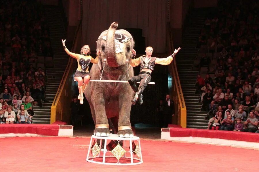 В цирке представлении участвовали 3 собачки. В цирковом представлении участвовали 3 собачки а голубей было в 4 раза. Дрессировщик цирковое представление. В цирковом представлении участвовало 9 обезьянок и 3 медвежонка. В цирковое представление участвовали 3.