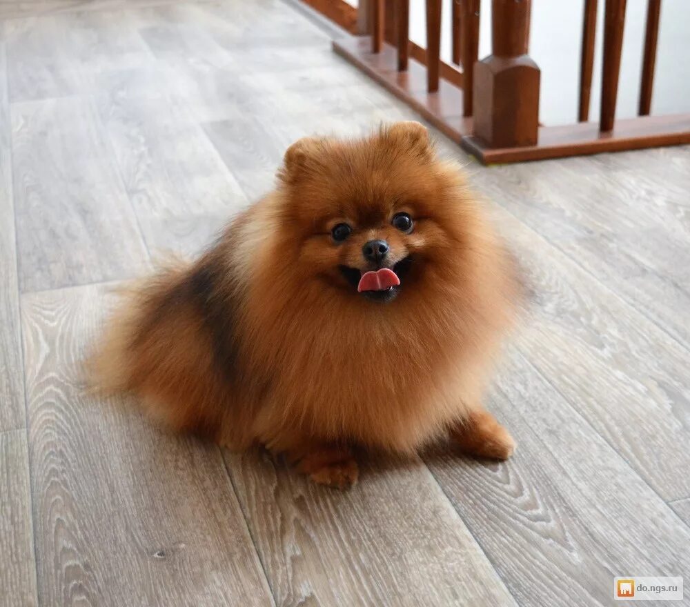 Шпиц рыжий. Рыжий шпиц девочка. Померанский шпиц. Померанский шпиц. Шпиц рыжий щенок.