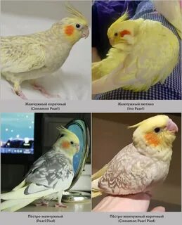 Как определить самку корелла