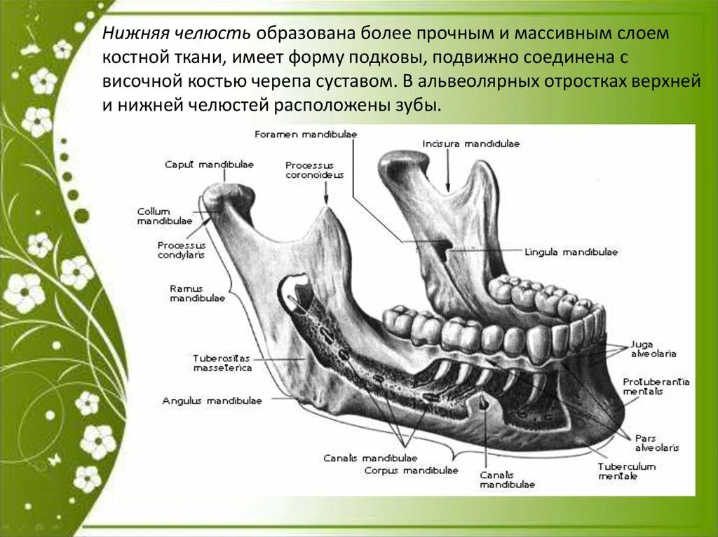 Нижняя челюсть вид сбоку анатомия. Альвеолярная дуга нижней челюсти анатомия. Строение кости нижней челюсти человека. Анатомия нижней челюсти человека кости. Нижняя челюсть с другими костями черепа