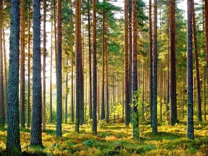 Pine forest