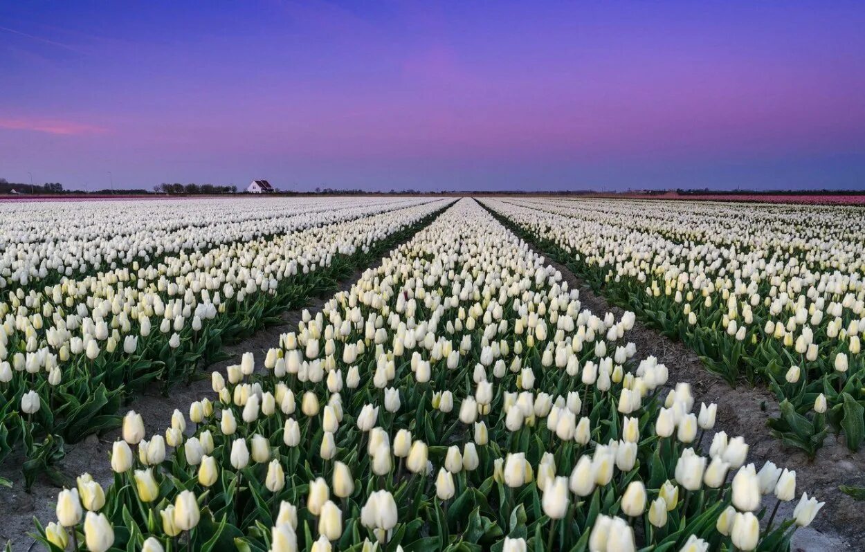 Где тюльпановые поля. Тюльпановые плантации в Голландии. Тюльпановые поля в Голландии. Голландия тюльпановые поля белый.
