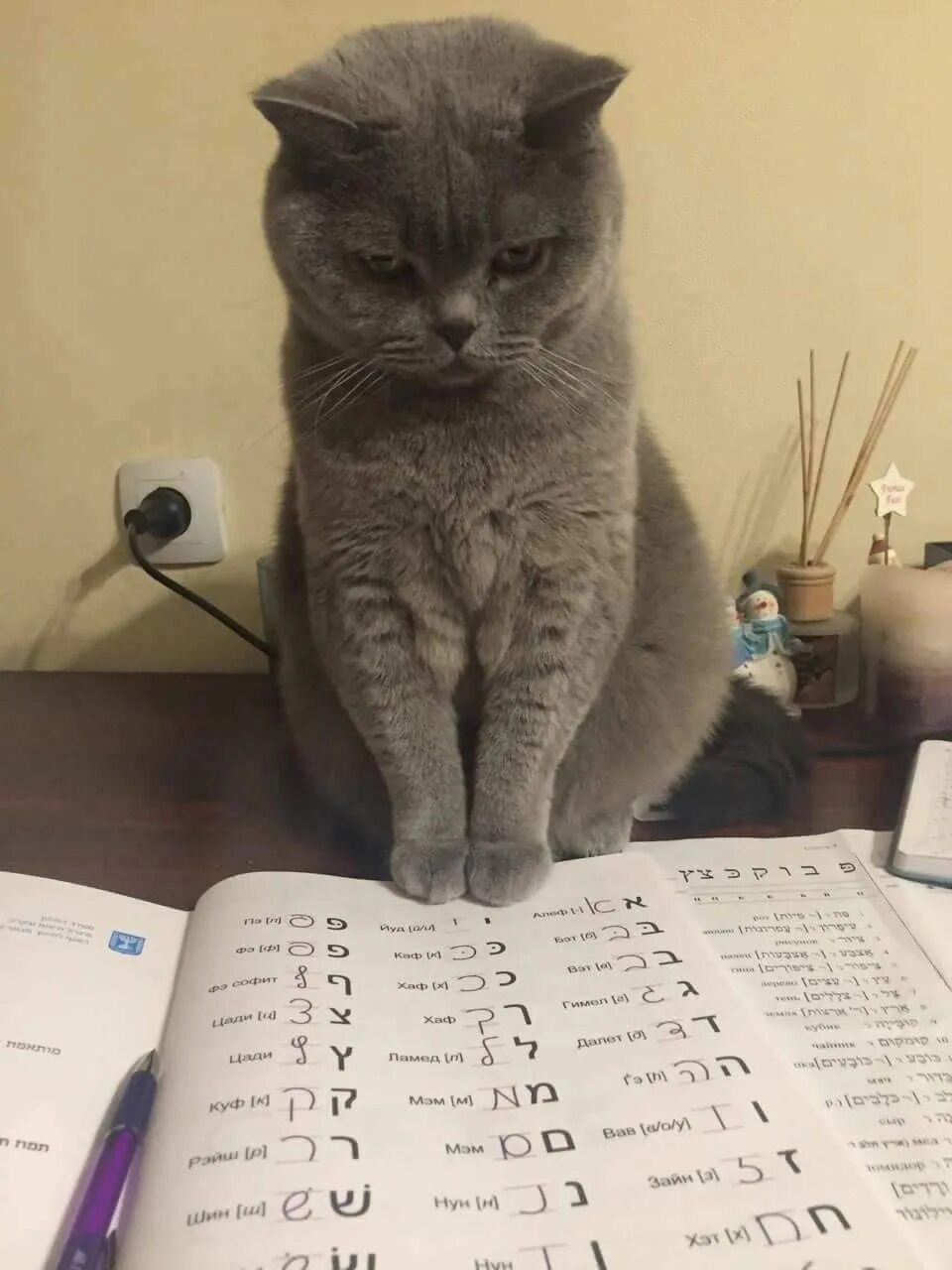 Кот должен быть. Кот должен. должны быть коты. нашего кота нужно освещать. мем красивый котик должен работать.