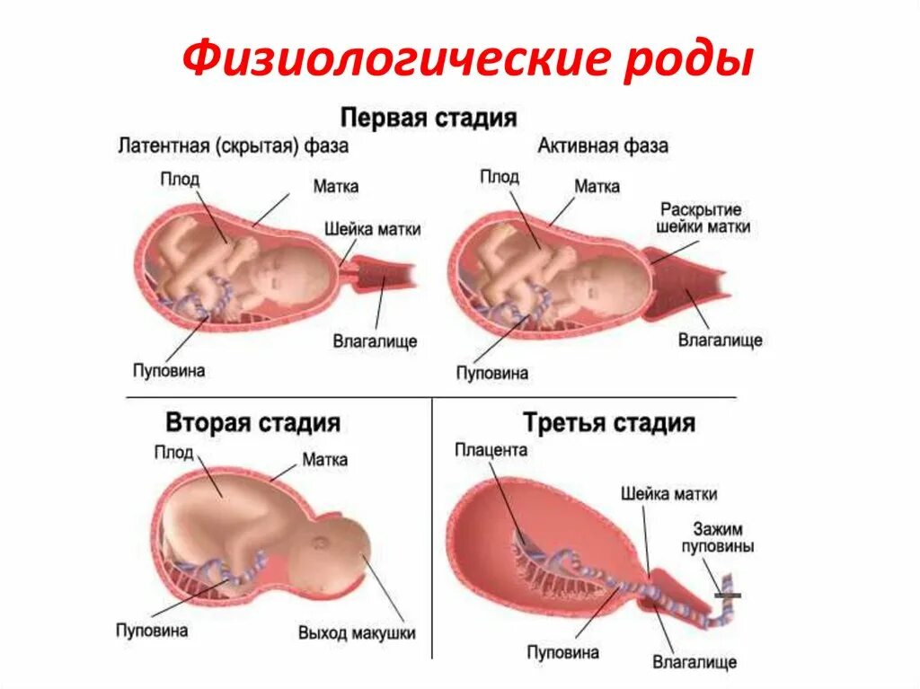 Раскрытие шейки матки на 1 палец в 37 недель: 37 неделя и открытие шейки в один 