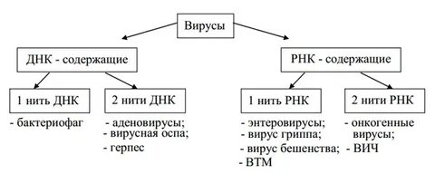Днк и рнк вирусы