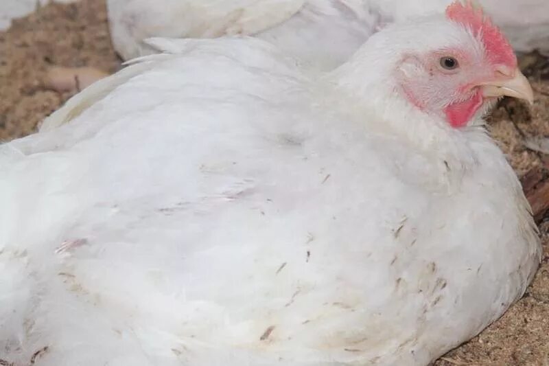 бройлеры. цыплята бройлеры 2 месяца. бройлер крупный. оборудование биг дачмен для бройлеров. орпингтоны лимонные.