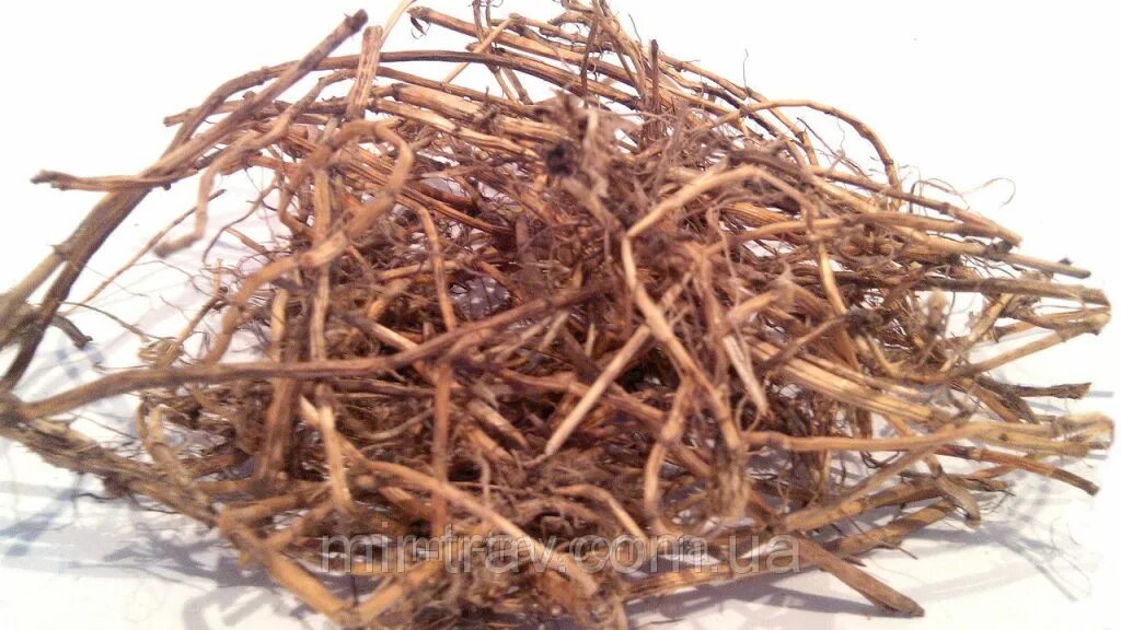 Ползучее корневище. Трава пырей ползучий корни. Корневище растения пырей. Пырей ползучий корневище. Пырей ползучий корневище.