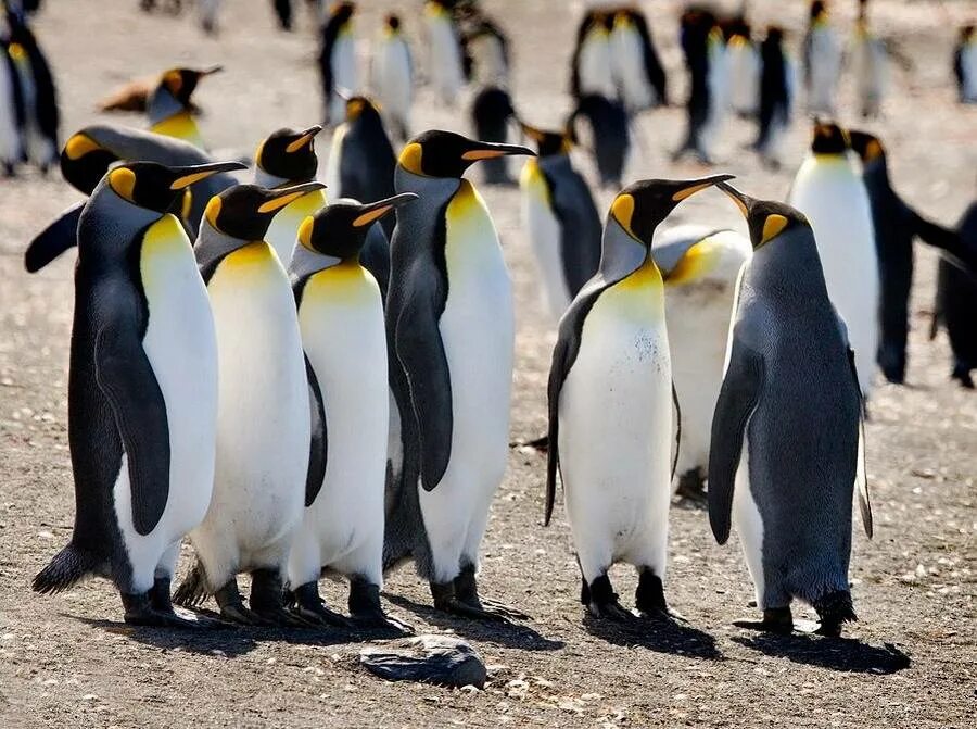 У какого пингвина всегда есть действие. Интересные факты о пингвинах. Необычные пингвины. Интересные факты о пингвинах для детей. Пингвин для детей.