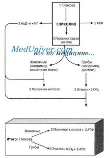 Аэробное дыхание клетки последовательность