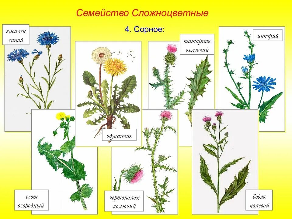 Названия растений семейства сложноцветных. Сорные Сложноцветные растения. Осот огородный Цикориевые. Сложноцветные Бодяк полевой. Двудольные Сложноцветные сорняки.