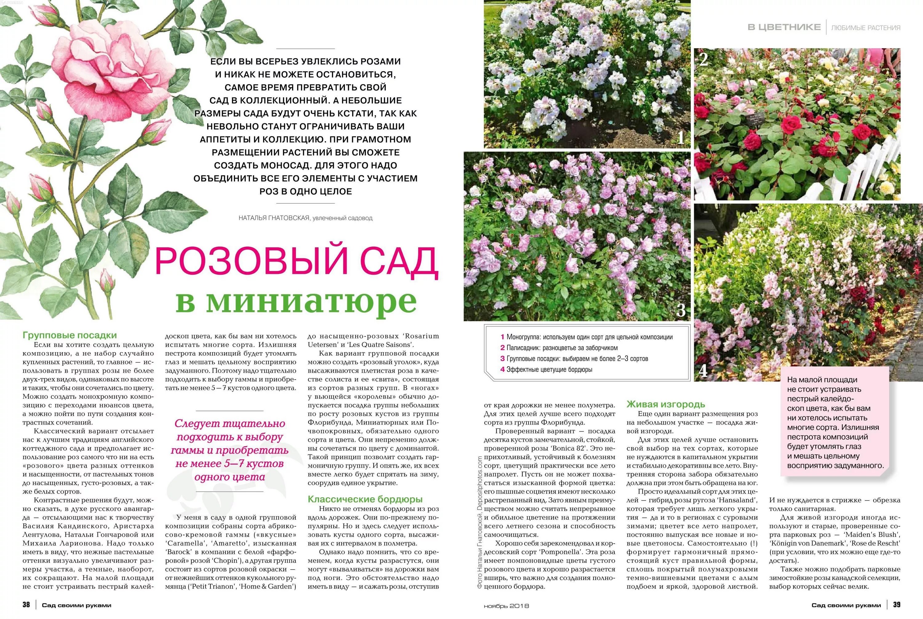 Сад коллекционных растений интернет магазин. Сад коллекционных растений интернет магазин. Сад коллекционных растений интернет магазин. Коллекция цветов. Суккулент плантс.