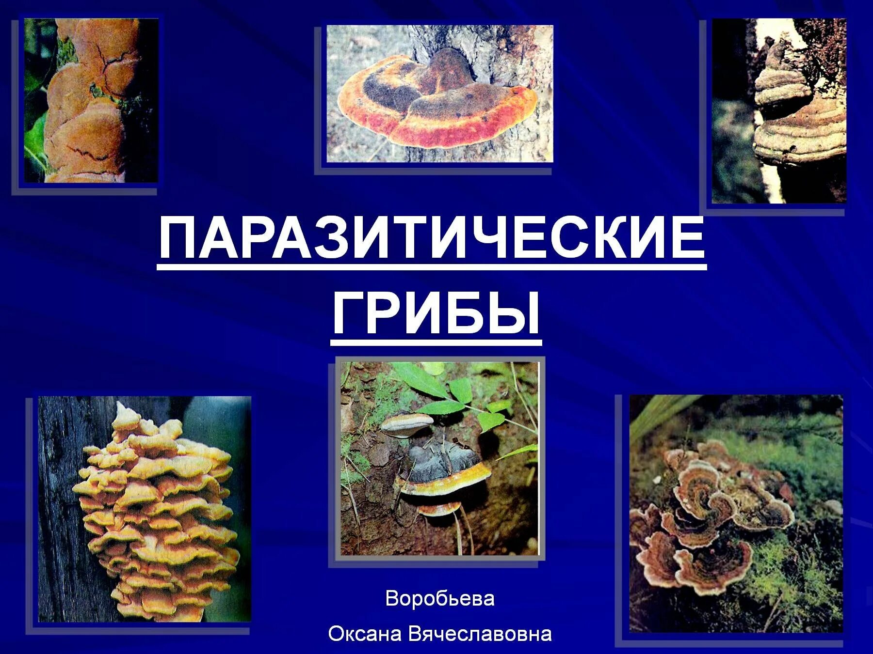 3 паразитических грибах. Паразитические грибы. Грибы паразиты биология. Презентация на тему грибы паразиты. Паразитизм грибы.