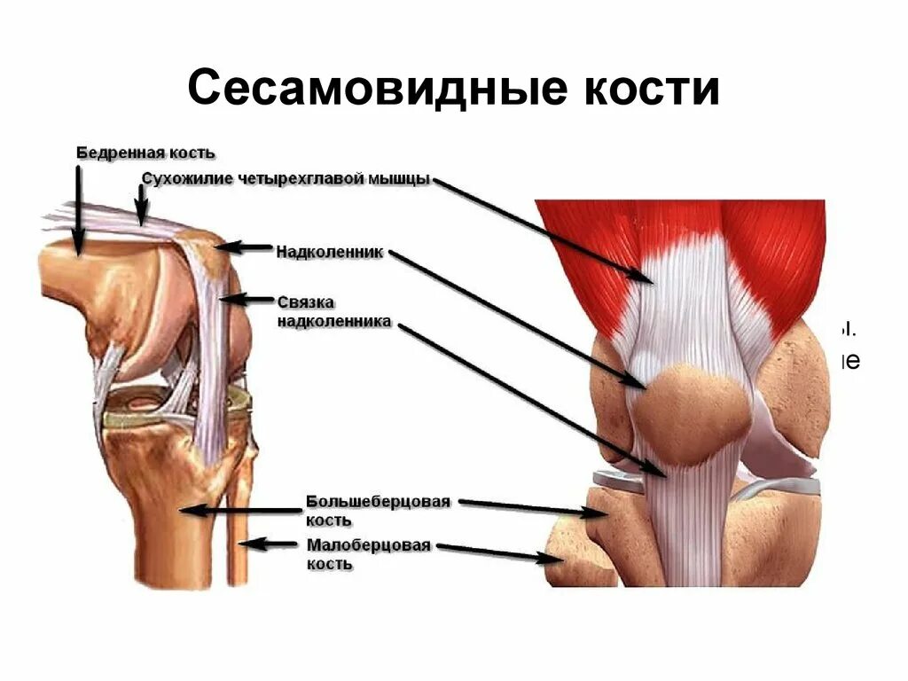 Мышцы и суставы. Собственная связка надколенника. Связки и сухожилия надколенника. Строение мышц колена спереди. Ретинакулум коленного сустава.