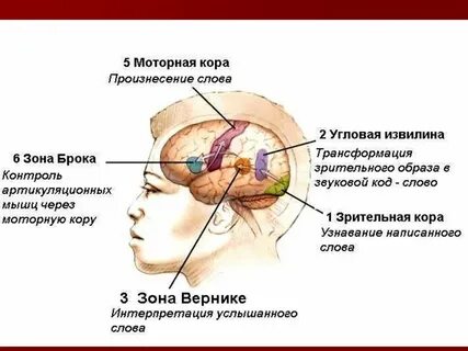Сигнальные системы мозга