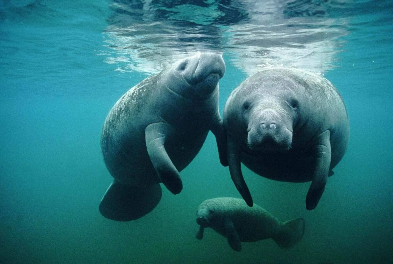 Стеллерова морская. Дюгонь морская корова. Исчезающее водное животное. Dugong dugon. Стеллерова корова морская корова.