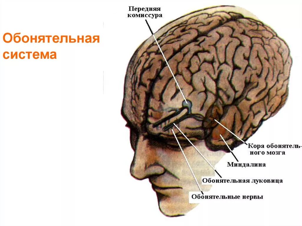 Обонятельная луковица расположена в коре головного мозга. Центральный отдел обонятельного анализатора. Центральный отдел системы обоняния. Центральный отдел обоняние. Центральный отдел обонятельного