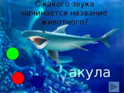 Звук акулы