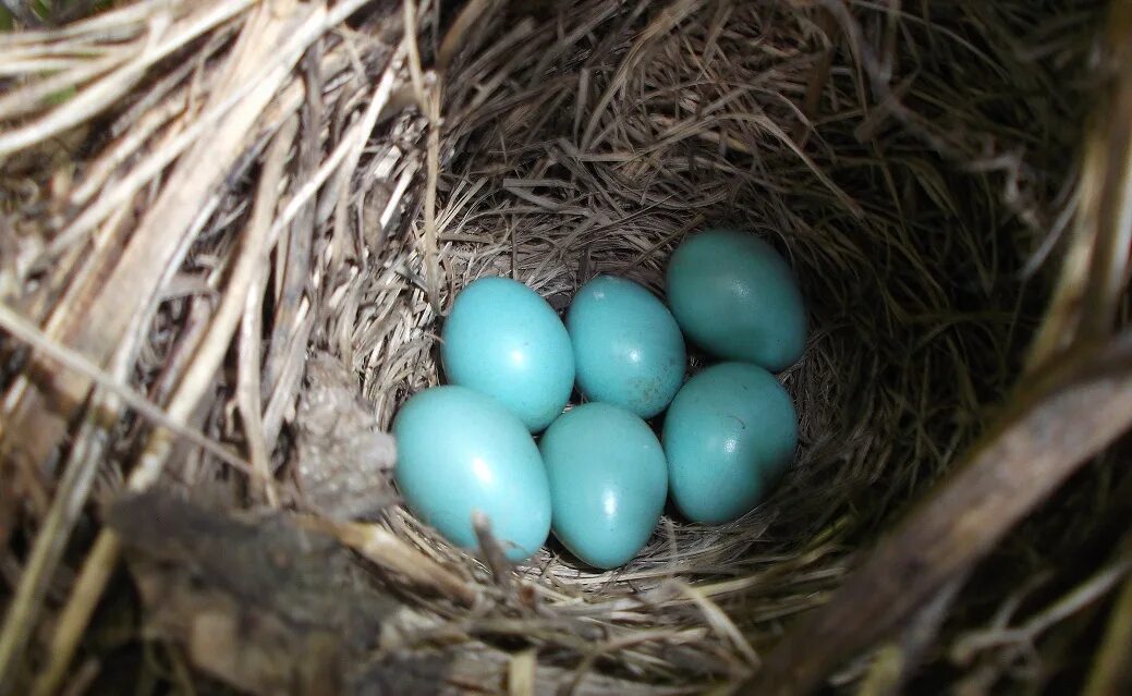 Яйца скворцов фото. Голубые яйца. Птица с голубыми яйцами. Птица с синими яйцами. Соловей кладка яиц.
