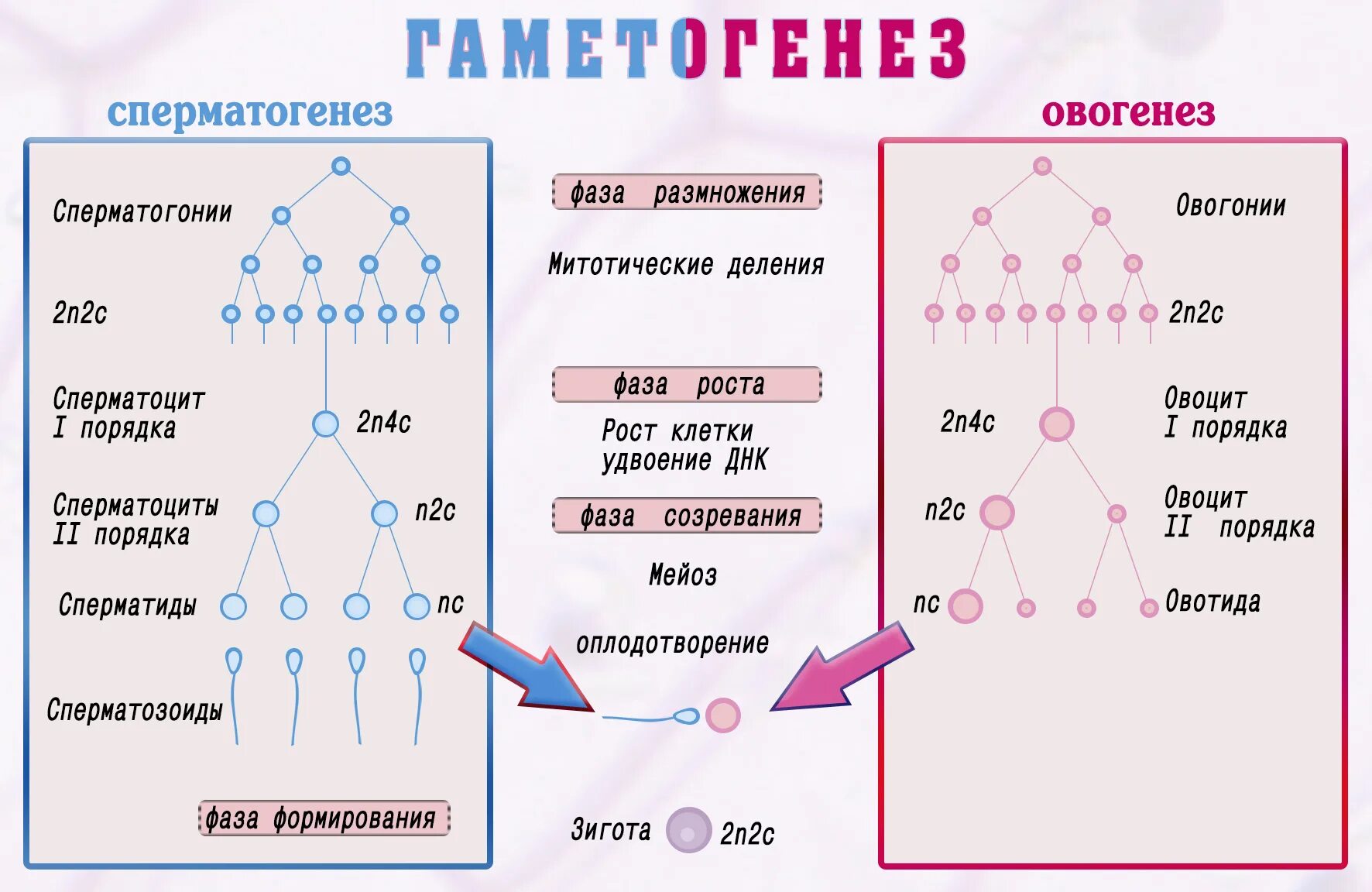 Развитие половых клеток мейоз оплодотворение 9 класс. Схема гаметогенеза развитие половых клеток. стадия созревания гаметогенеза. схема стадий гаметогенеза. гаметогенез сперматогенез.