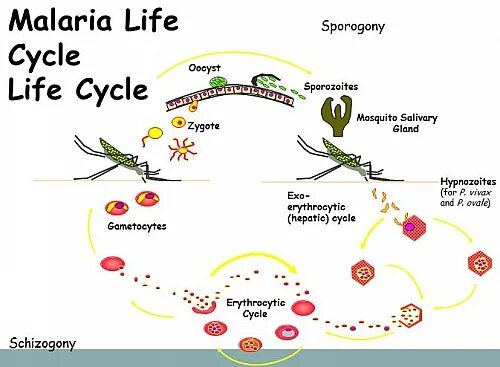 Дерево малярия. Plasmodium Vivax жизненный цикл. Plasmodium berghei жизненный цикл. Малярия цикл развития. Plasmodia жизненный цикл.