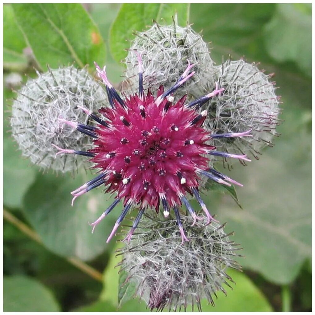 Семена лопуха применение. Лопух большой (лат. Arctium Lappa). Репейник трава репейник. Лопух репейник (лопух большой) - Arctium Lappa лопух войлочный - Arctium tomentosum. Репейник растение семена.