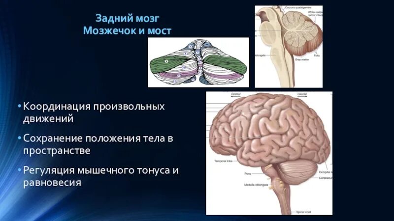 Цистерны мозжечка кт. Регуляция мышечного тонуса мозжечком. Функции мозжечка человека. Мозжечок строение и функции.