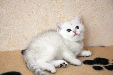 Серебристая шиншилла котенок