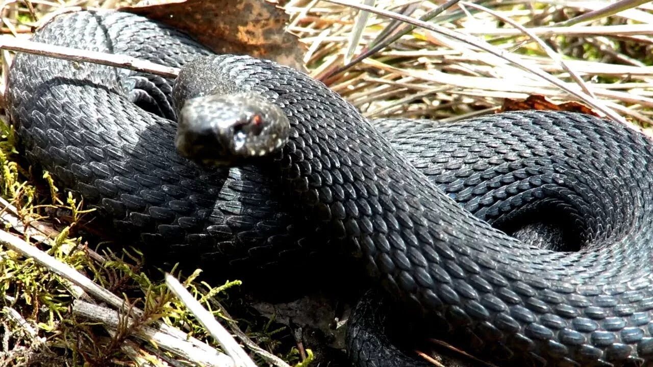 Гадюка меланист. Гадюка Никольского. Гадюка Никольского (Vipera nikolskii). Лесостепная гадюка. Гадюки в природе