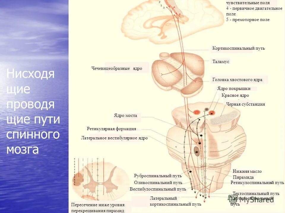 Количество основных нисходящих путей головного и спинного. Нисходящие проводящие пути спинного мозга схема. Нисходящие двигательные пути спинного мозга. Проводящие пути головного и спинного мозга таблица. Пирамидные пути внутренней капсулы.