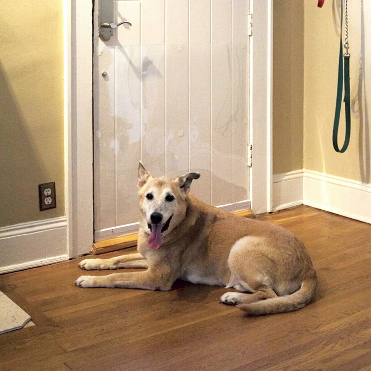 За дверью тревожно залаяла собака текст. Накладка на дверь входную от собаки. Дверь для собаки. Дверь от животных. Собаки для квартиры.