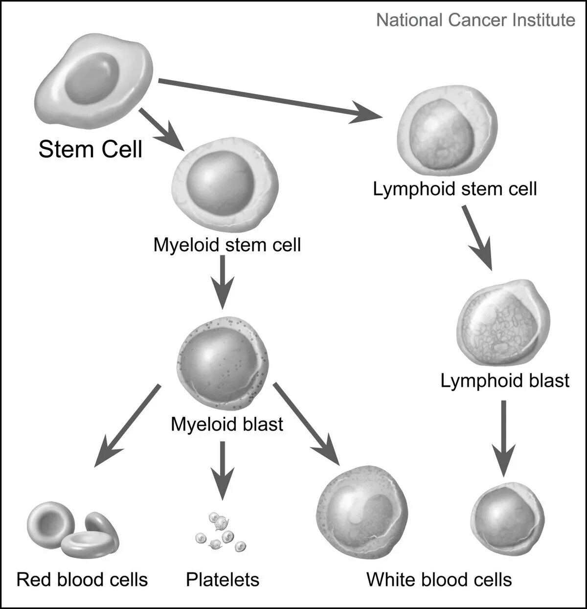 Cells 2 1 value. Стволовая клетка. гемопоэтические стволовые клетки. blood cells types. stem cells.