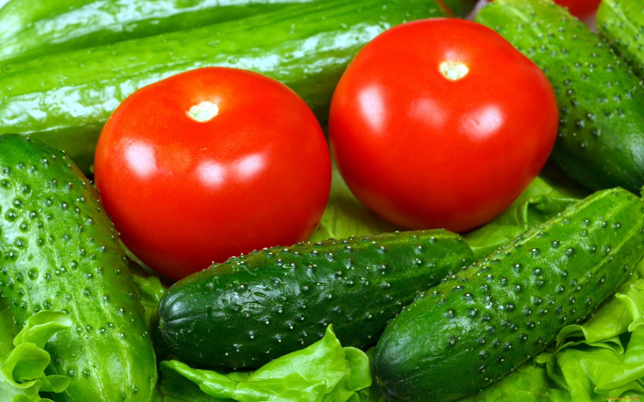 Vegetables and cucumber. Огурцы и помидоры. Свежие овощи и зелень. Огурцы в томате. Красивые овощи.