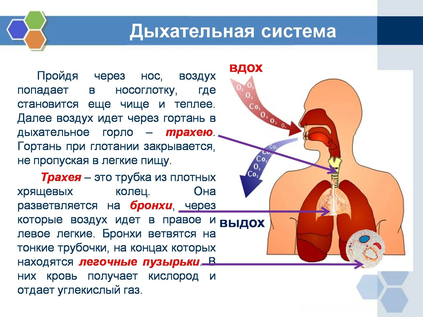 При выдохе у человека происходит. Органы дыхания. Как воздух попадает в легкие. Из гортани воздух попадает в. Дыхательная система.