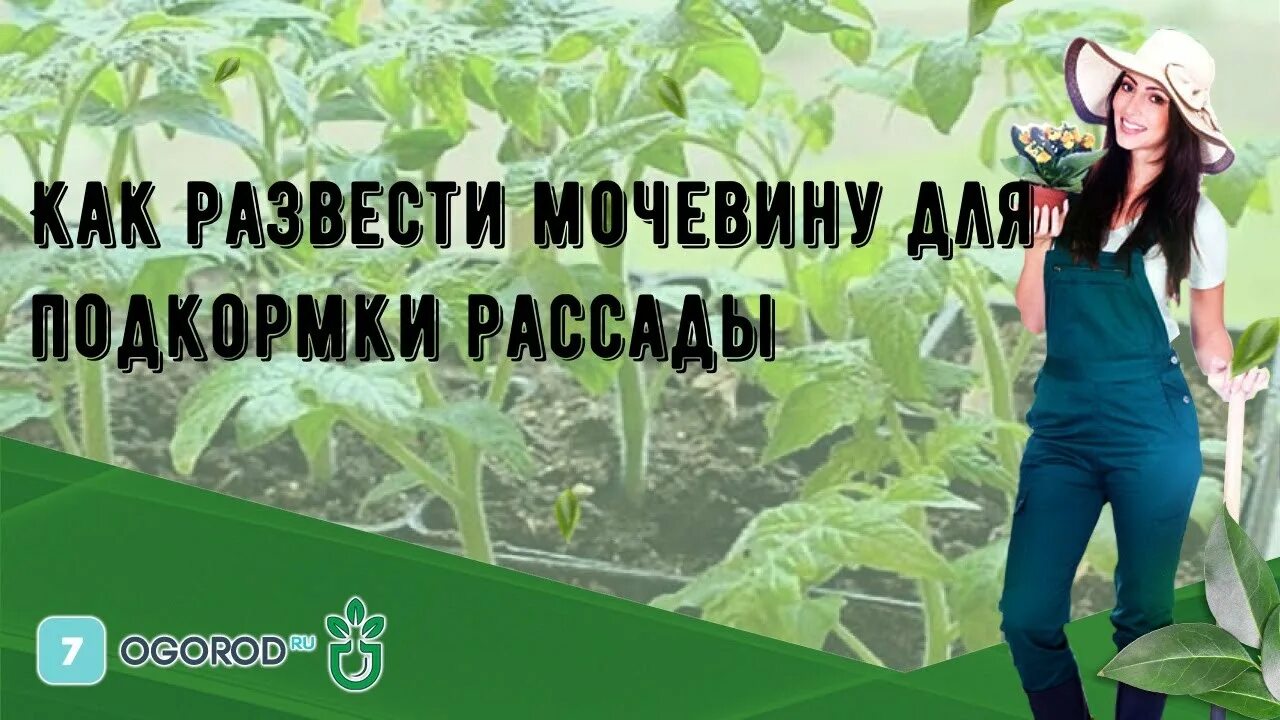 Подкормка рассады мочевиной. Мочевина для подкормки рассады. Как развести мочевину для подкормки рассады. Мочевина для рассады. Огурцы карбамид по листу.