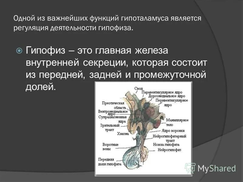 Пример гипофиза. Гиперфункция промежуточной доли гипофиза. Гипофиз передняя средняя и задняя доли. Регуляция секреции передней доли гипофиза. Регуляция секреции гормонов гипофиза.