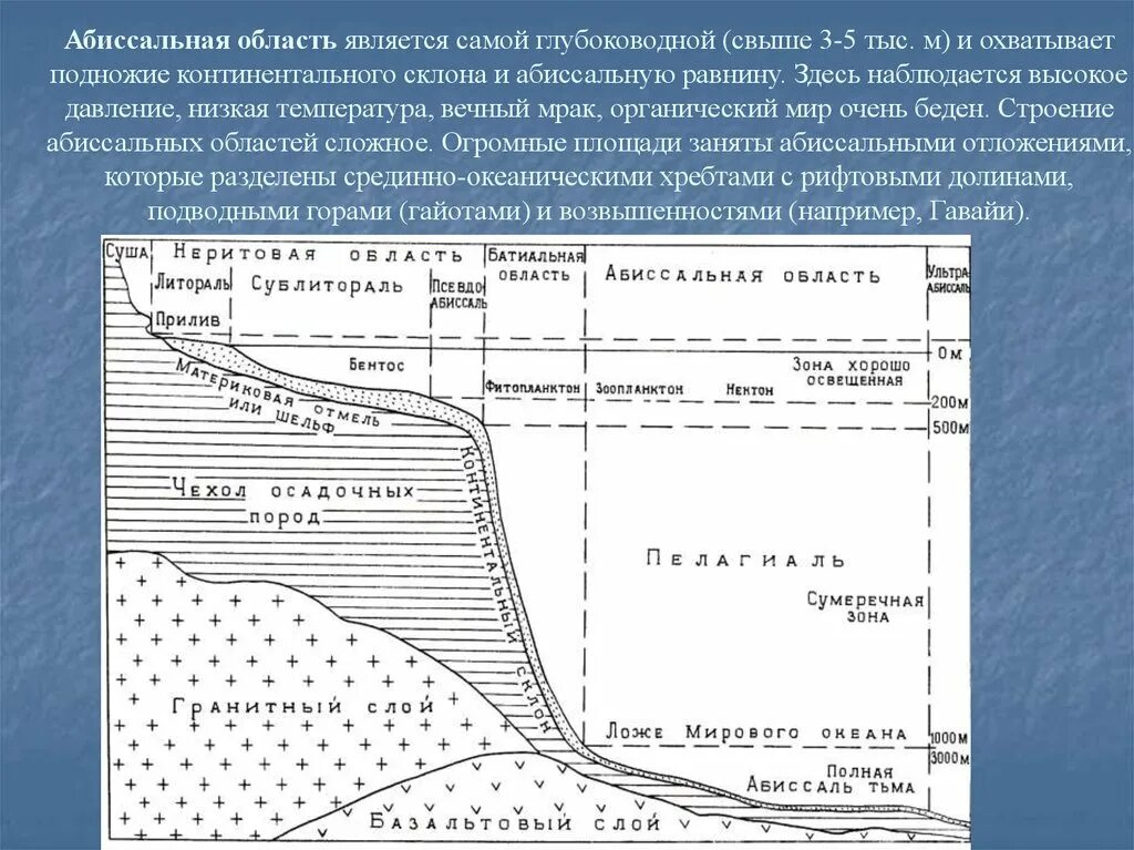 Батиаль абиссаль. Абиссальная зона. Абиссаль экологические зоны мирового океана. Экологические зоны мирового океана схема.