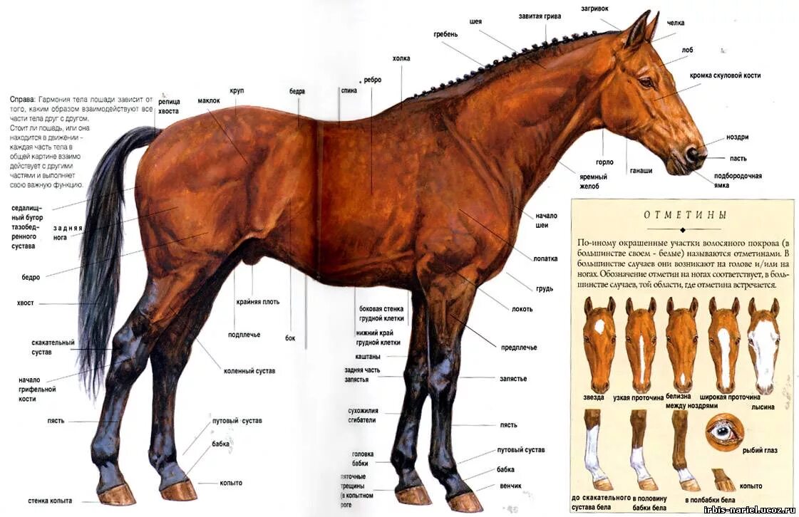 Лошади разбор. Строение лошади. Части тела лошади названия. Конь строение тела. Строение лошади схема.