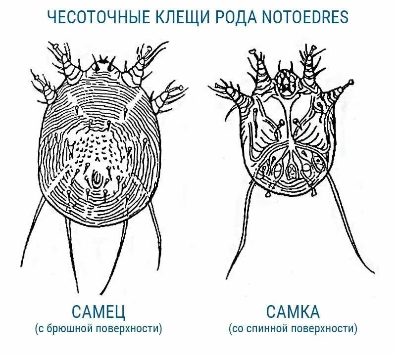 Сколько живет чесоточный. Чесоточный зудень схема. Чесоточный зудень (Sarcoptes scabiei). Жизненный цикл чесоточного клещей.